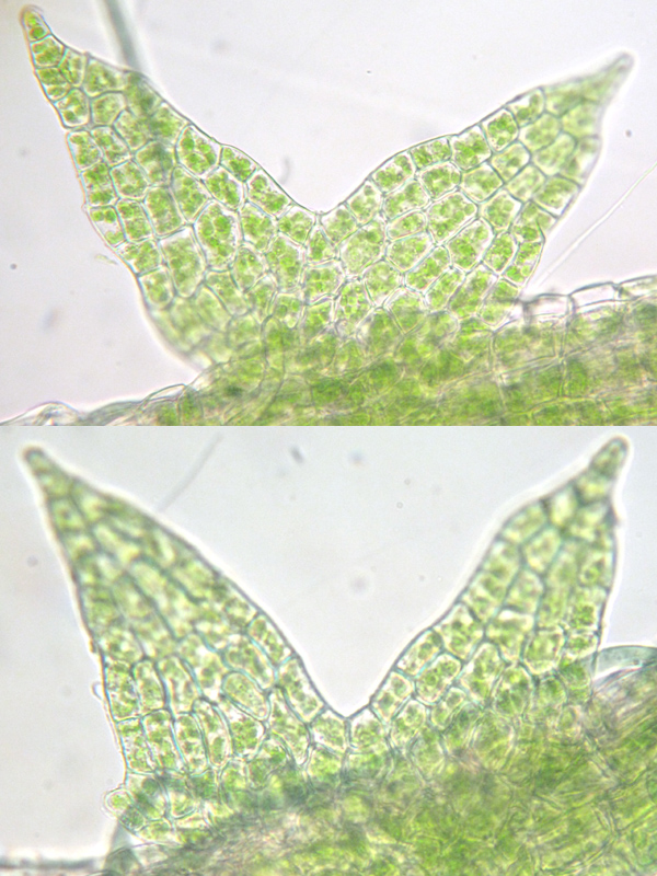Cephaloziella hampeana